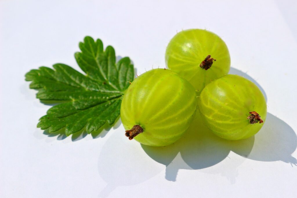 Can you freeze gooseberries?