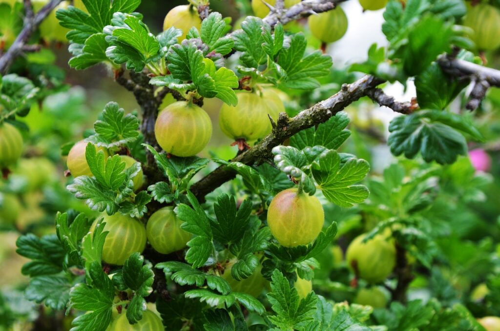 Steps to freeze gooseberries effectively
