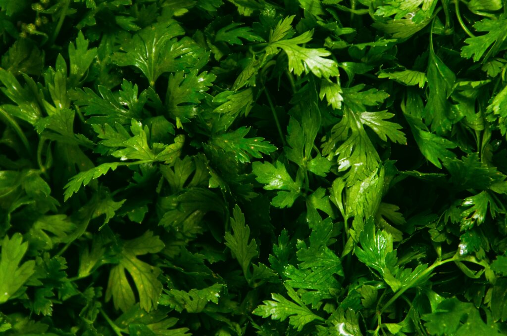 Can You Freeze Coriander Leaves Raw?