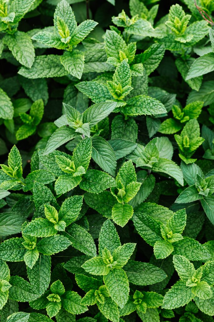 Ways to freeze mint leaves 