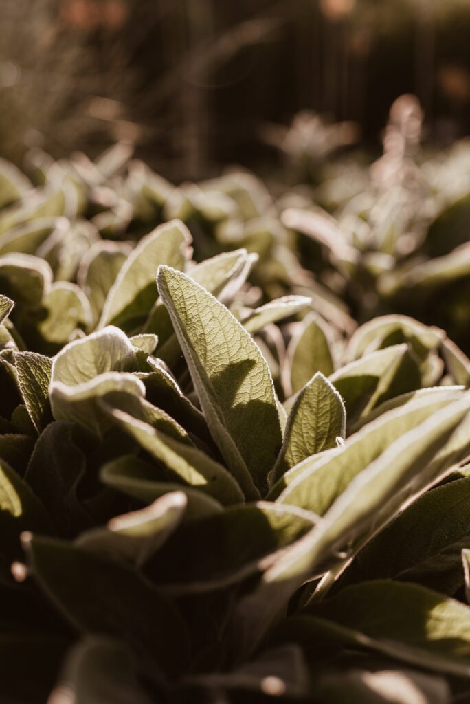 How long should you freeze sage?