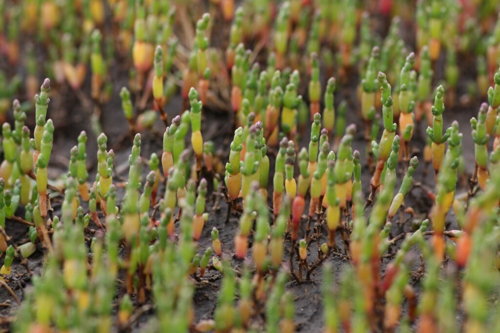 Can you freeze samphire?