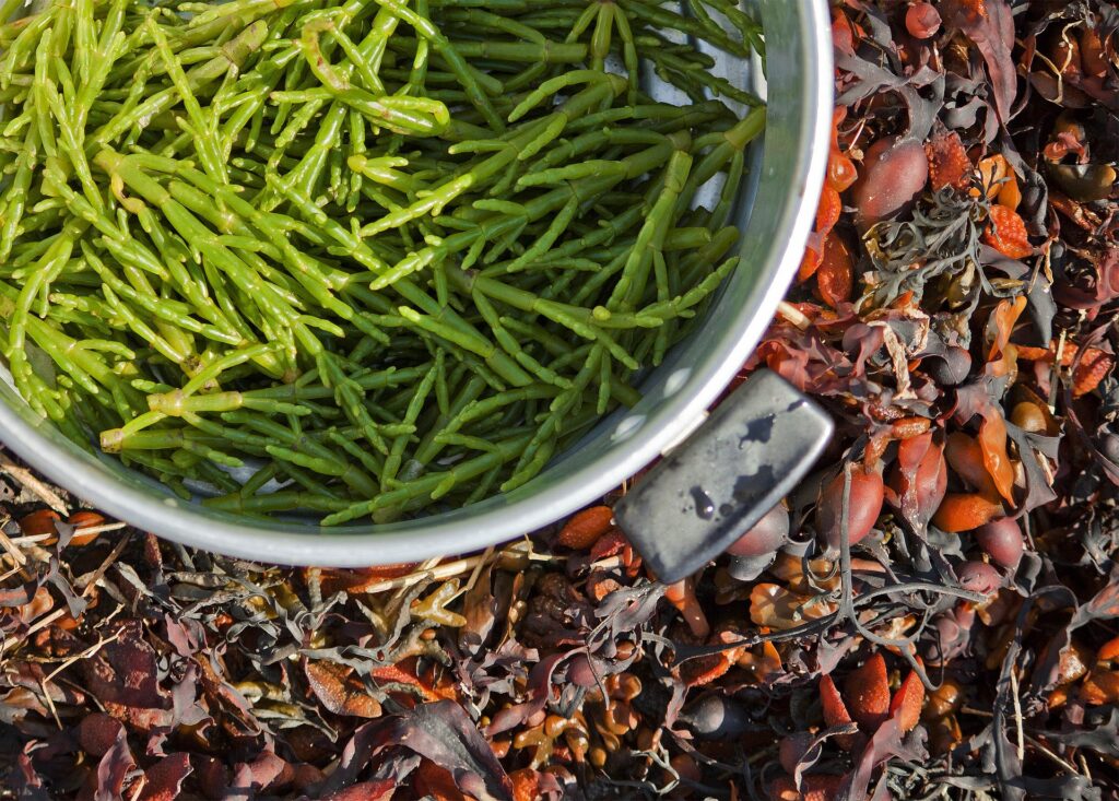 How can you freeze samphire?